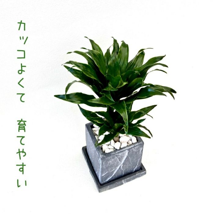 観葉植物現品販売