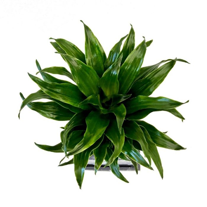 観葉植物現品販売