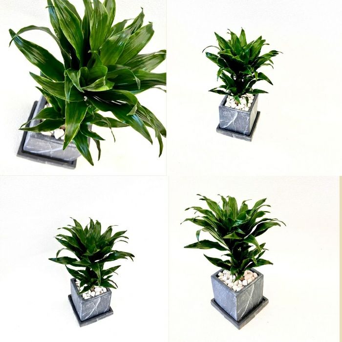 観葉植物現品販売