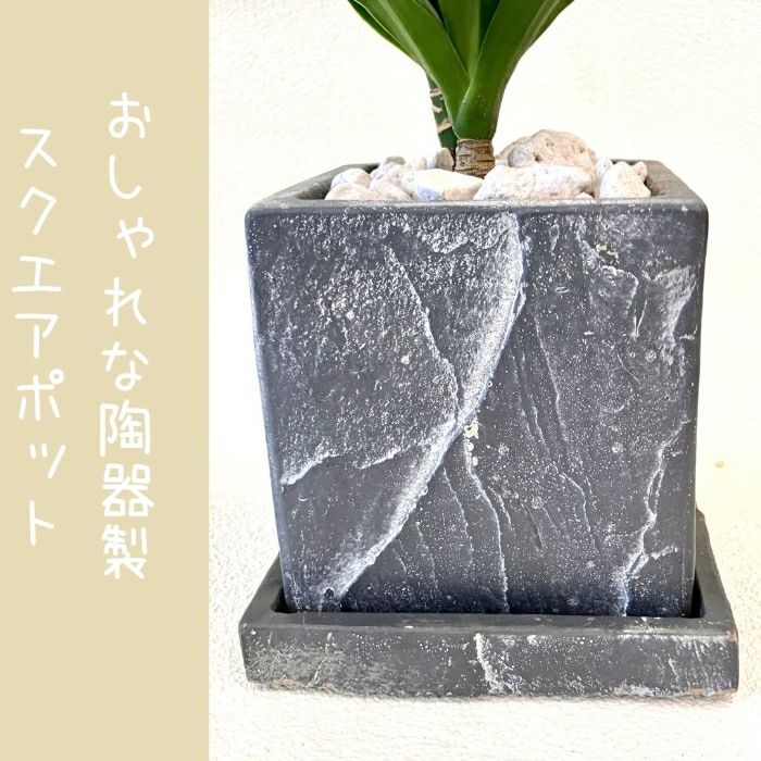 観葉植物現品販売