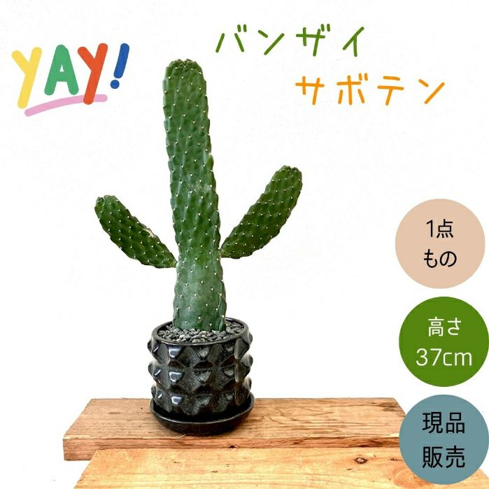 観葉植物現品販売