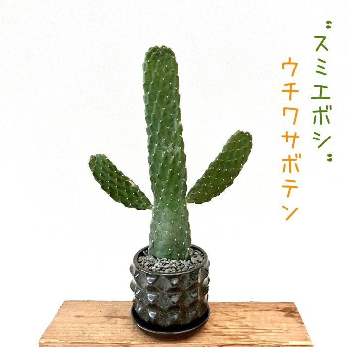 観葉植物現品販売
