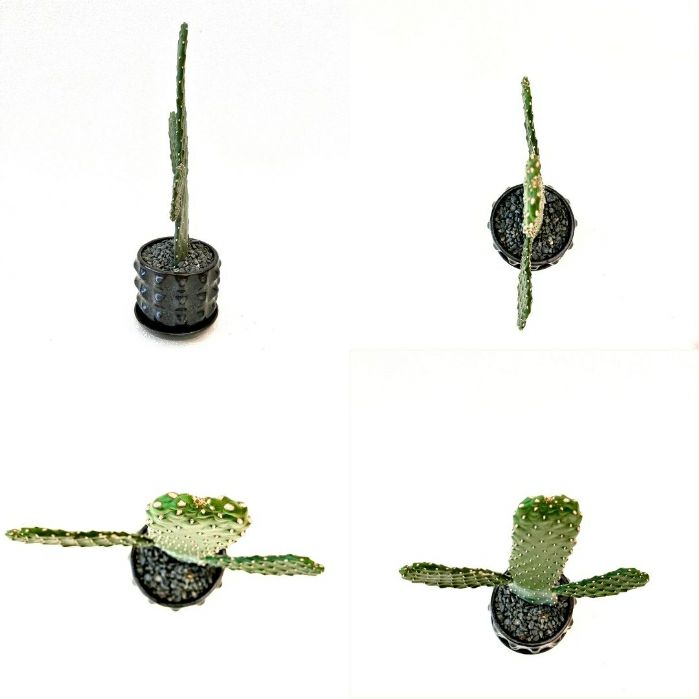 観葉植物現品販売