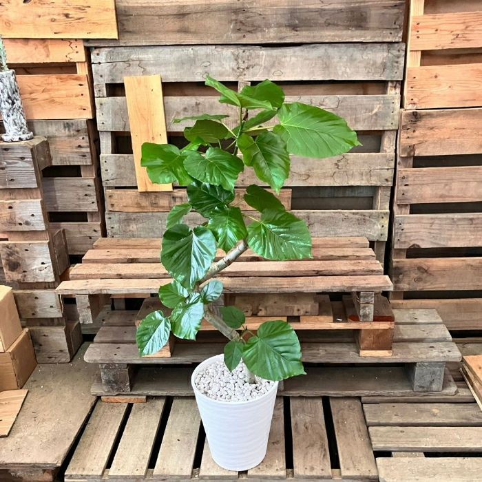 観葉植物現品販売