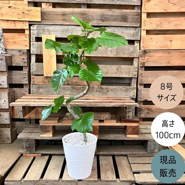 観葉植物現品販売