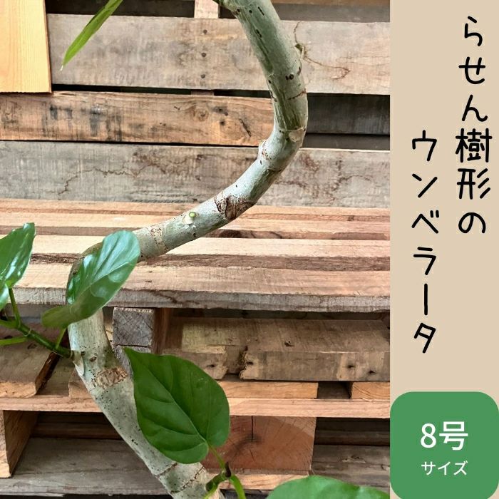 観葉植物現品販売