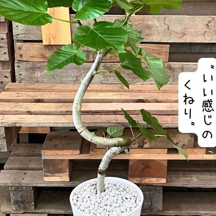 観葉植物現品販売