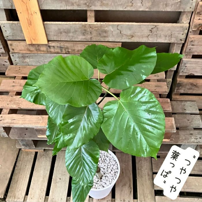 観葉植物現品販売