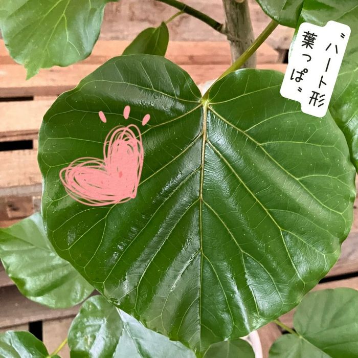 観葉植物現品販売