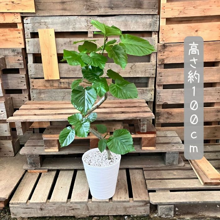 観葉植物現品販売