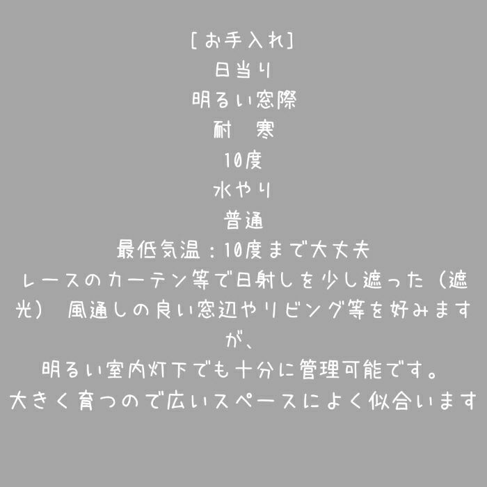 観葉植物現品販売