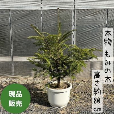 もみの木 (クリスマスツリー) 通販 【観葉植物の専門店 彩植健美】