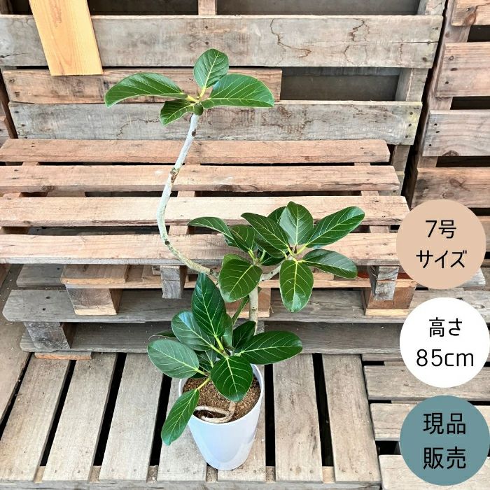 観葉植物現品販売