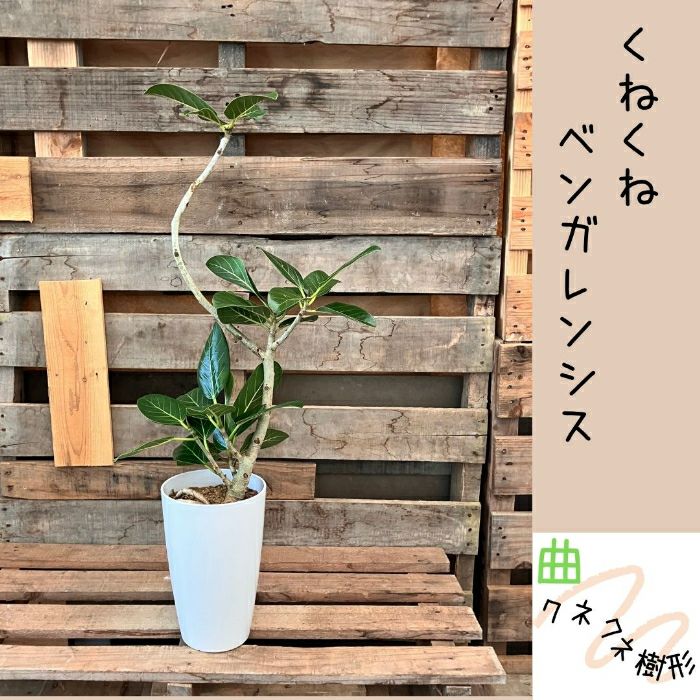 観葉植物現品販売