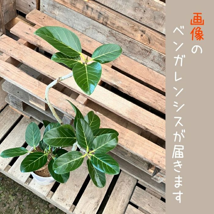 観葉植物現品販売
