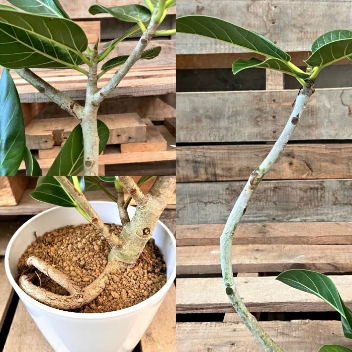 観葉植物現品販売