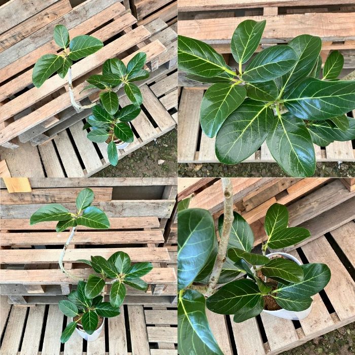 観葉植物現品販売