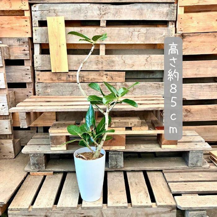 観葉植物現品販売