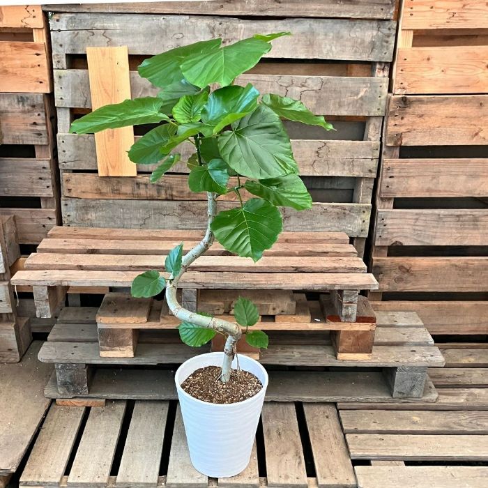 観葉植物現品販売
