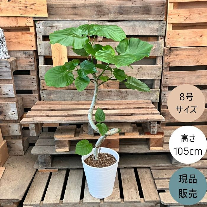 観葉植物現品販売