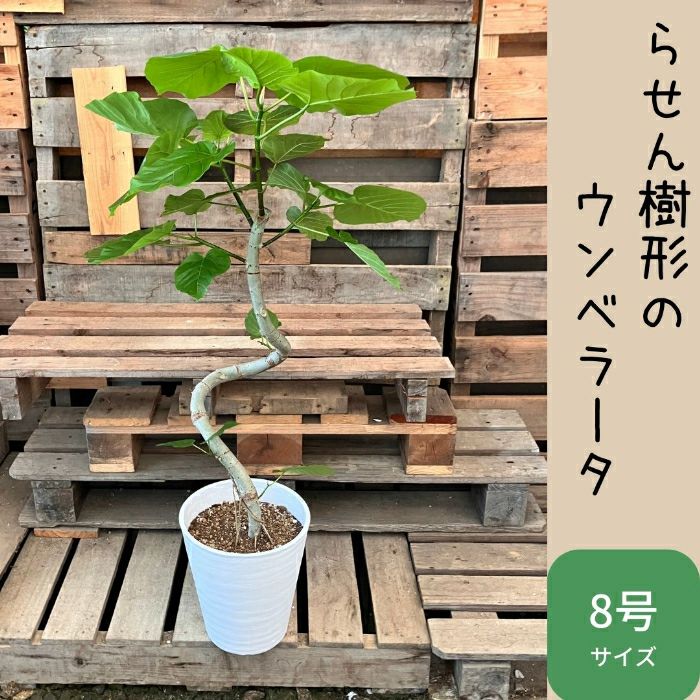 観葉植物現品販売