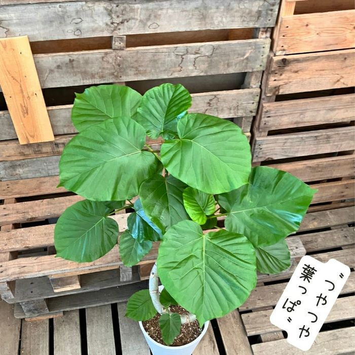 観葉植物現品販売