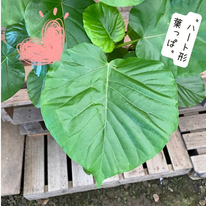 観葉植物現品販売