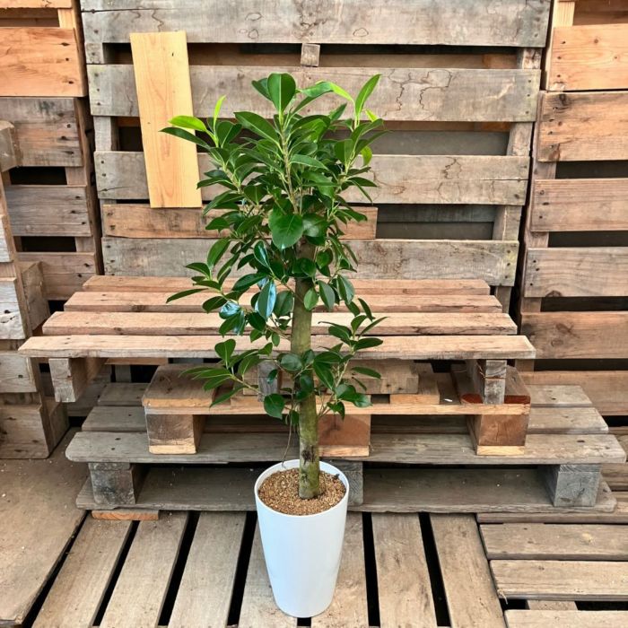 観葉植物現品販売