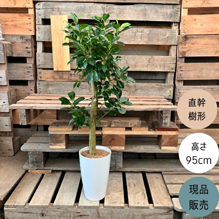 観葉植物現品販売