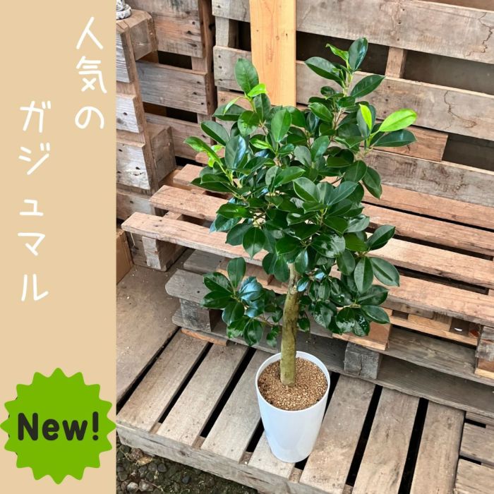 観葉植物現品販売