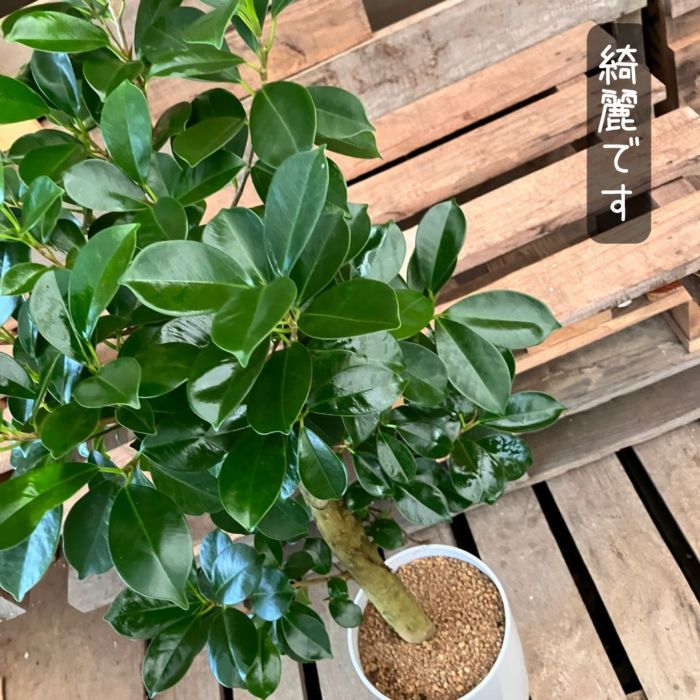 観葉植物現品販売