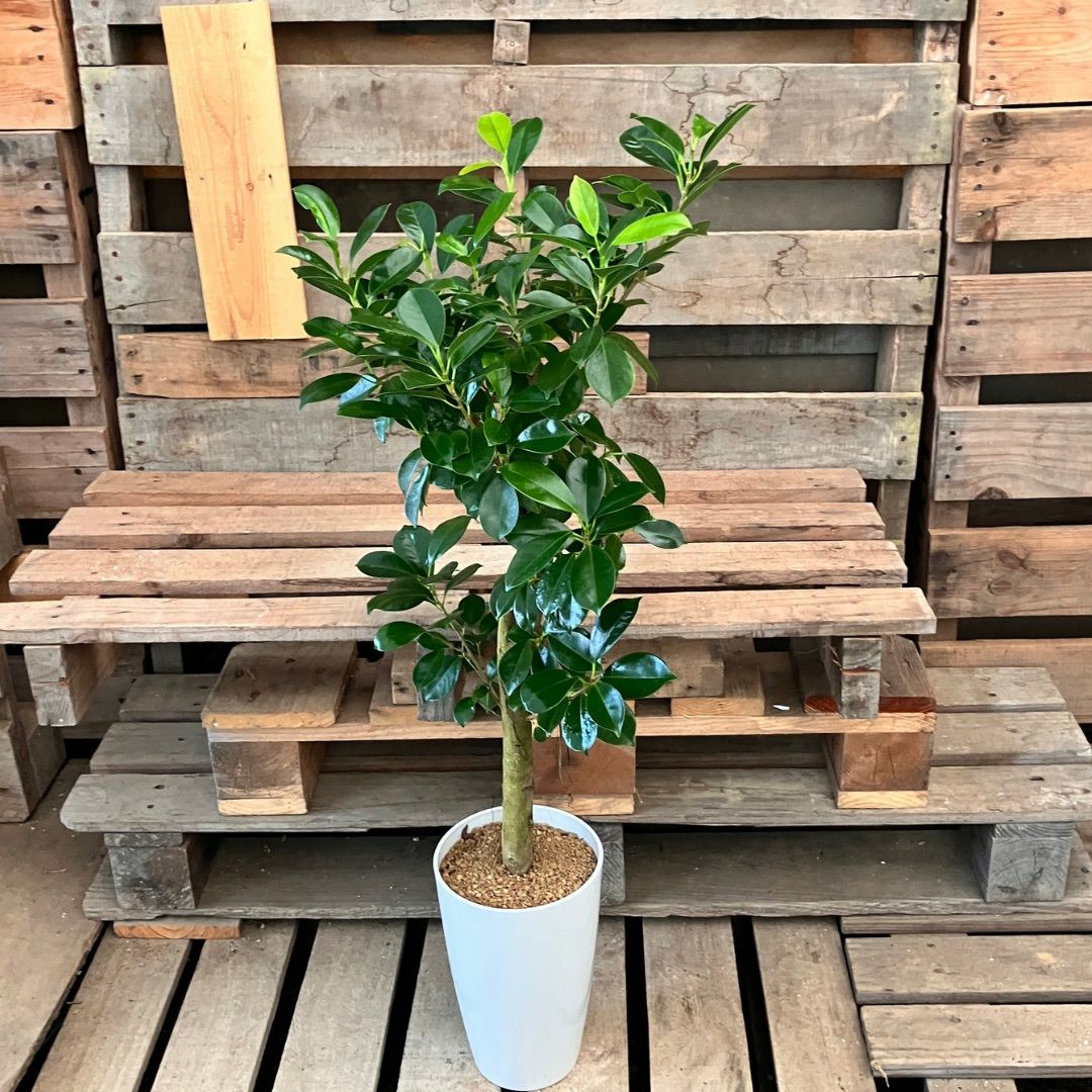 観葉植物現品販売