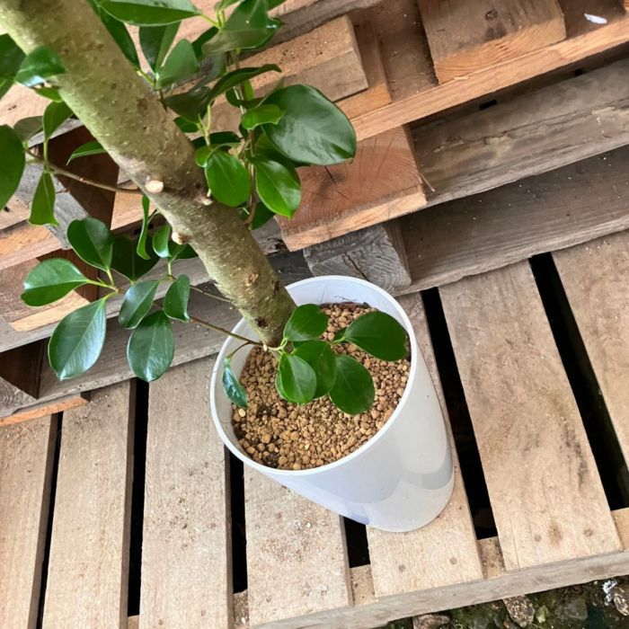 観葉植物現品販売