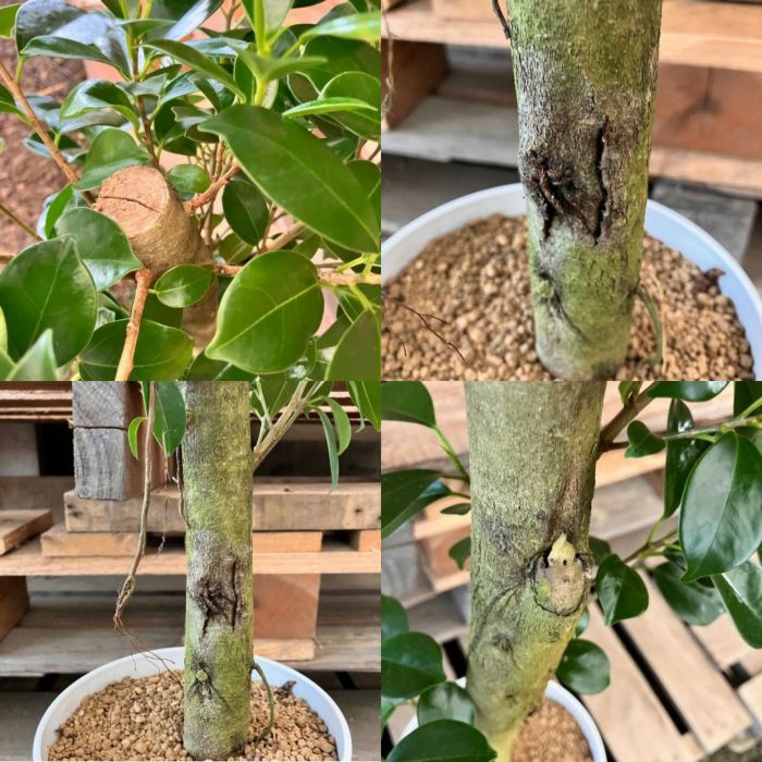 観葉植物現品販売