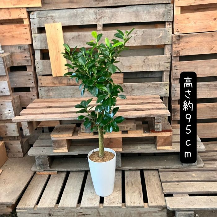 観葉植物現品販売