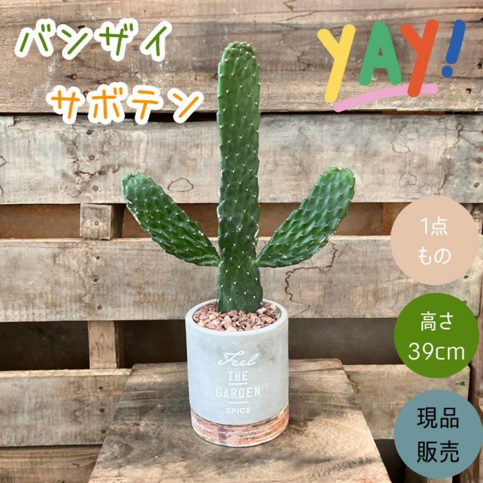 観葉植物現品販売