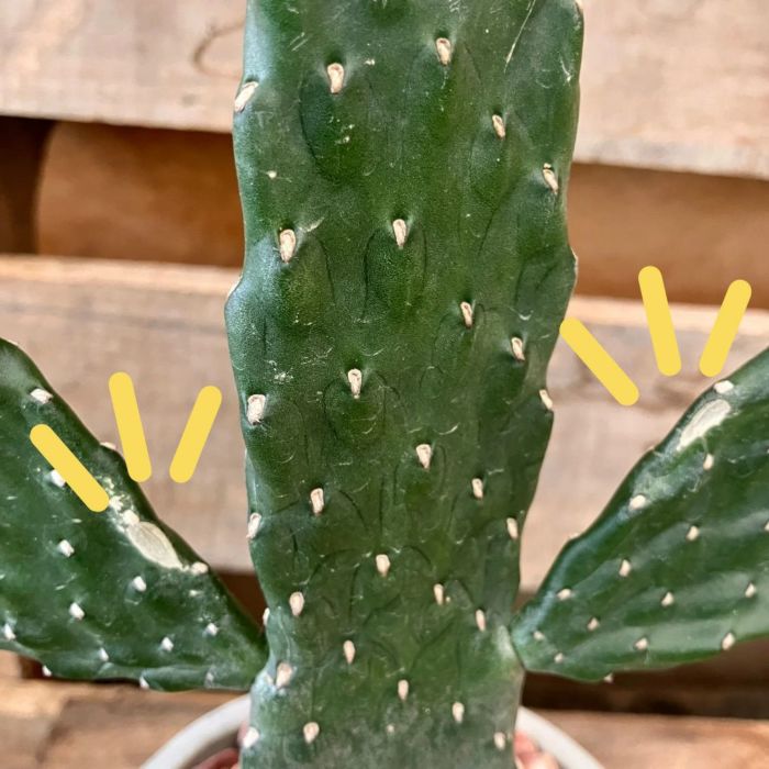 観葉植物現品販売