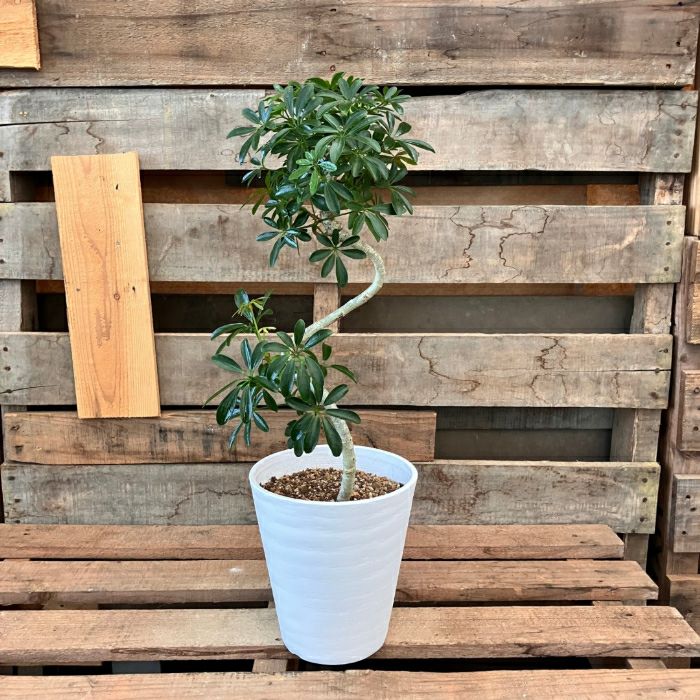 観葉植物現品販売