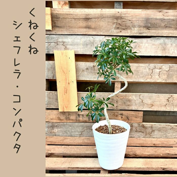 観葉植物現品販売