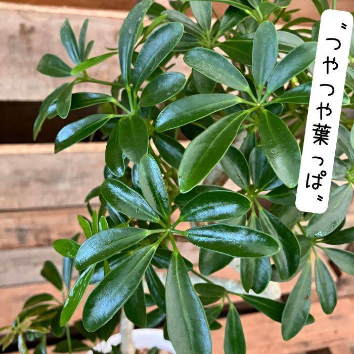 観葉植物現品販売