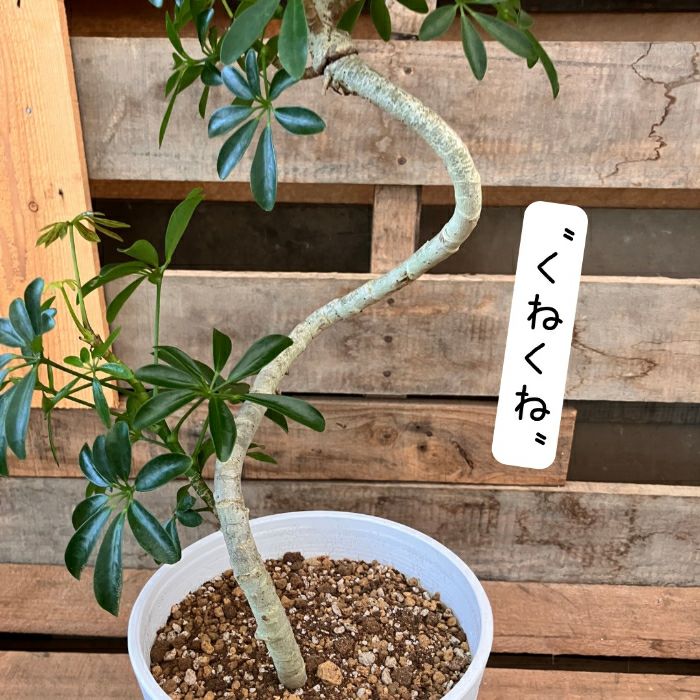 観葉植物現品販売