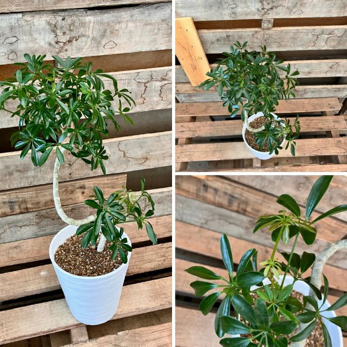 観葉植物現品販売