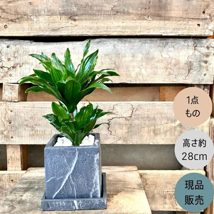 観葉植物現品販売