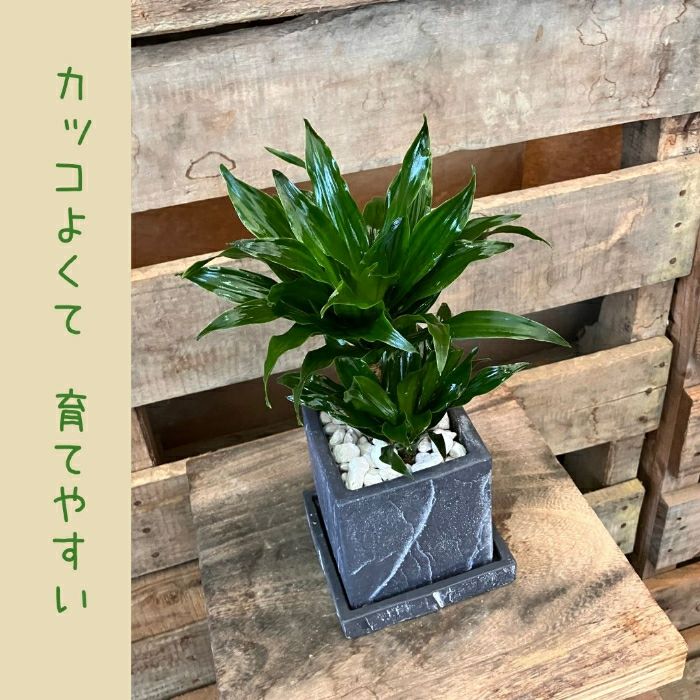 観葉植物現品販売