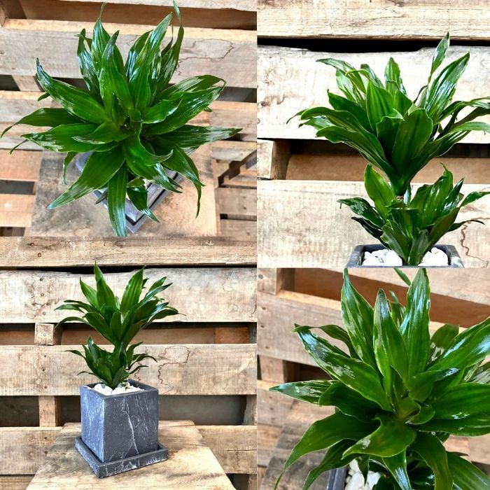 観葉植物現品販売