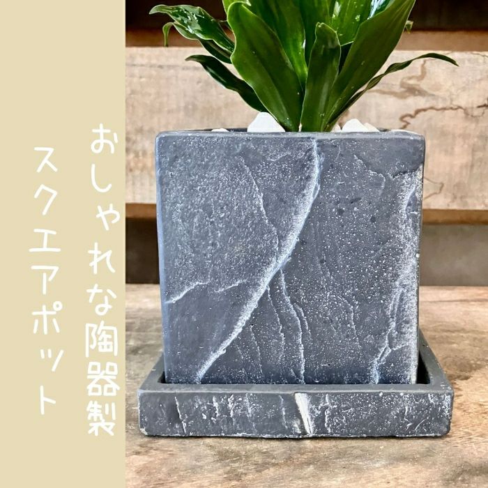 観葉植物現品販売