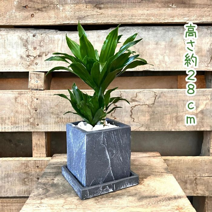 観葉植物現品販売