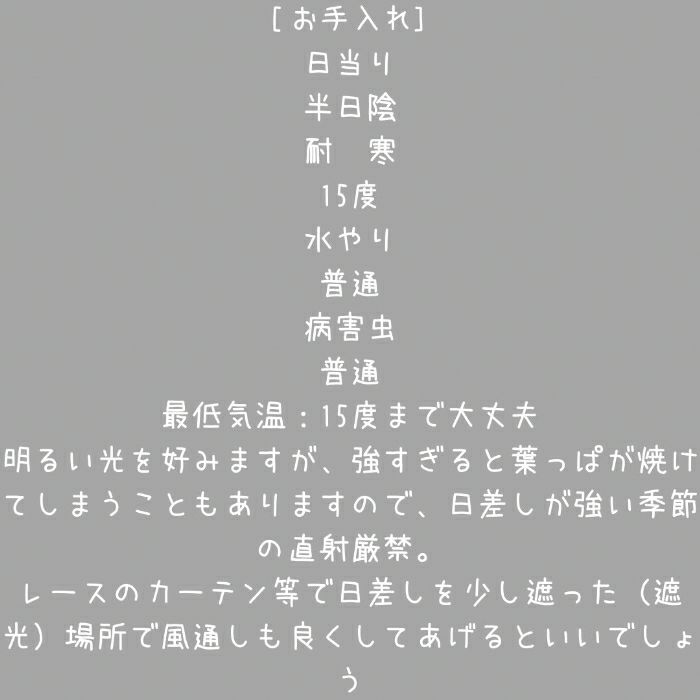 観葉植物現品販売