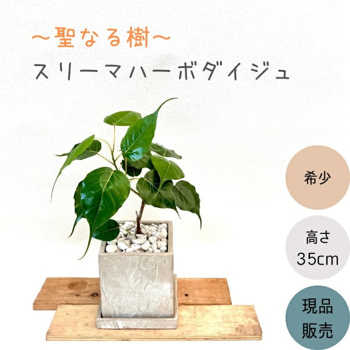 観葉植物現品販売