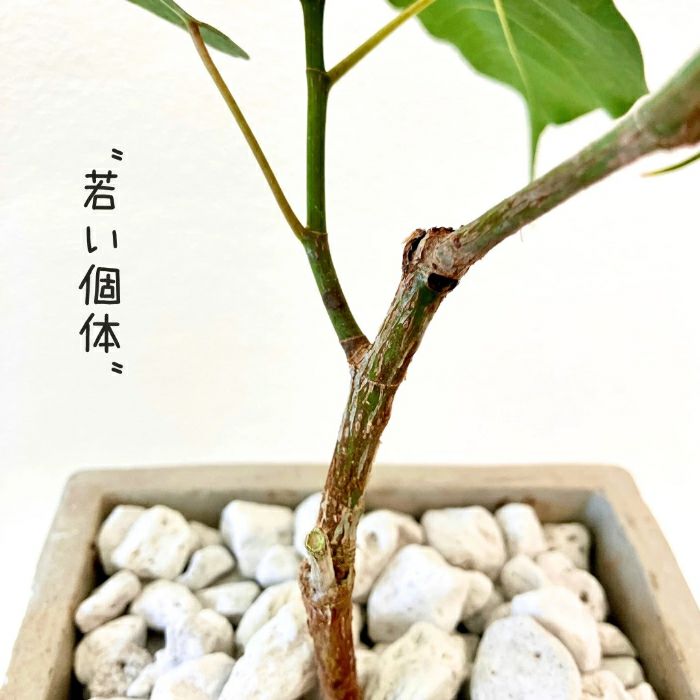 観葉植物現品販売